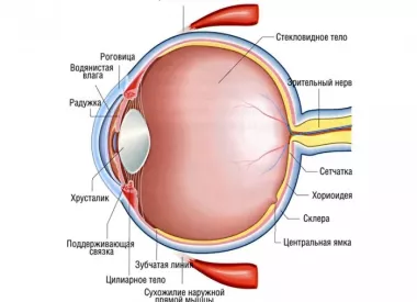 Глазные орбиты