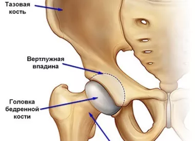 Строение тазобедренного сустава