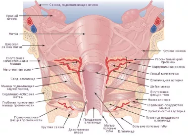 Анатомия матки