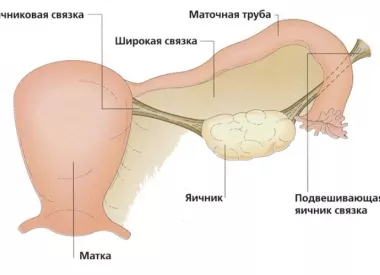 Как выглядят яичники