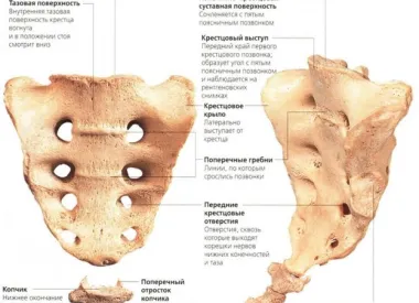 Анатомия крестцового отдела позвоночника