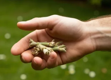 Cустав кисти