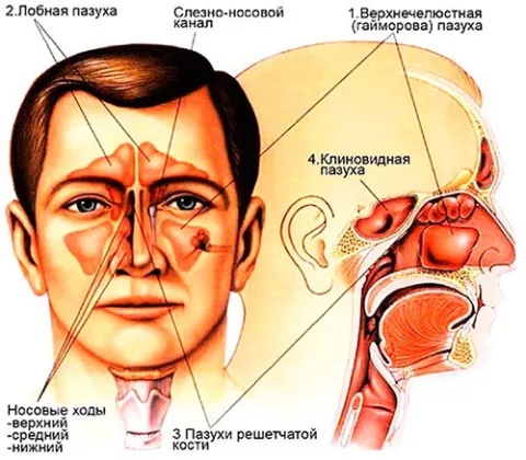 Пазухи носа