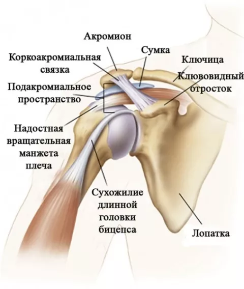 Анатомия плечевого сустава