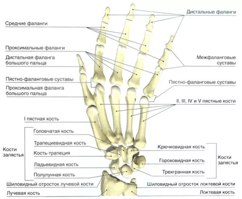 Анатомия кистевого сустава