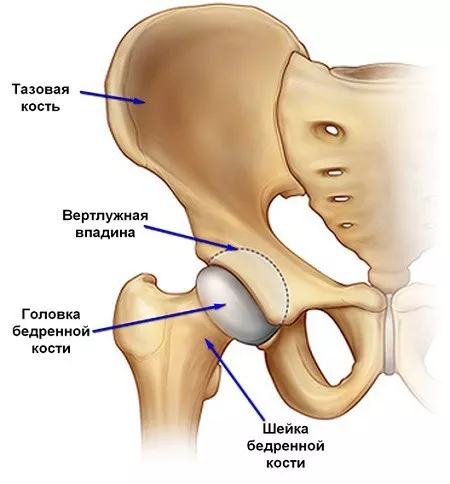 Строение тазобедренного сустава