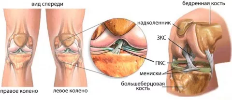 Анатомия коленного сустава