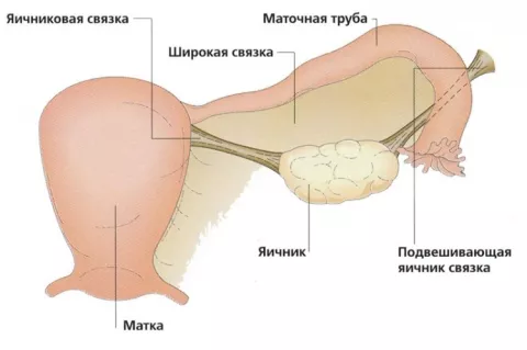 Как выглядят яичники