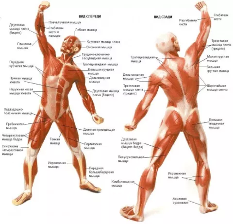 Анатомия наружних мышц человека