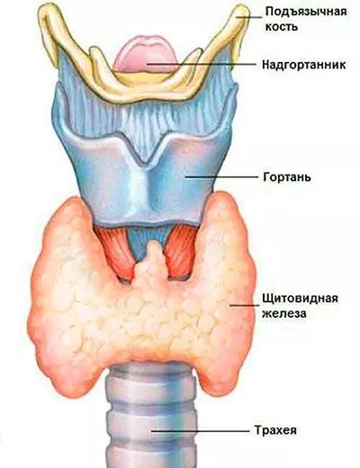 Анатомия щитовидной железы