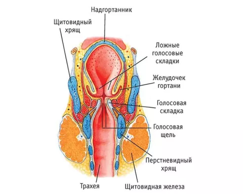 Анатомия гортани