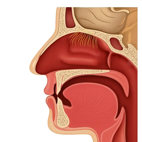 Пазухи носа
