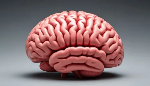 Мозг