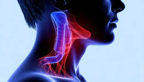 Проведение МРТ гортани